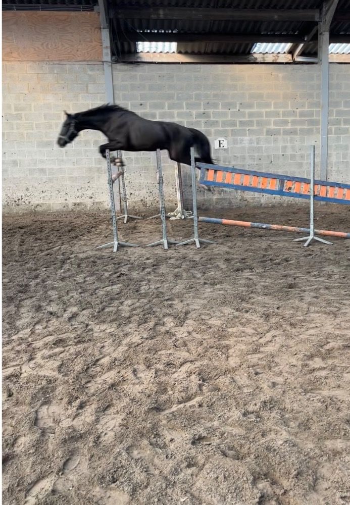 BWP allrounder Hengst 4 jaar Zwart te koop - Foto 5