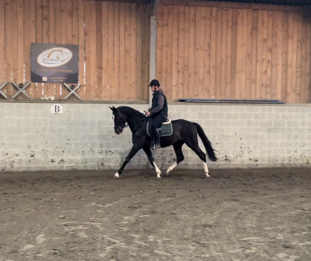 BWP allrounder Hengst 4 jaar Zwart te koop - Foto 4