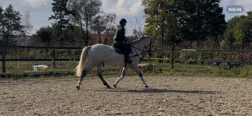 Iers sportpaard allrounder Ruin 5 jaar Schimmel te koop - Foto 4