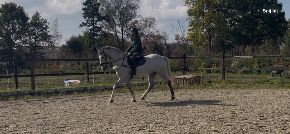 Iers sportpaard allrounder Ruin 5 jaar Schimmel te koop - Foto 6