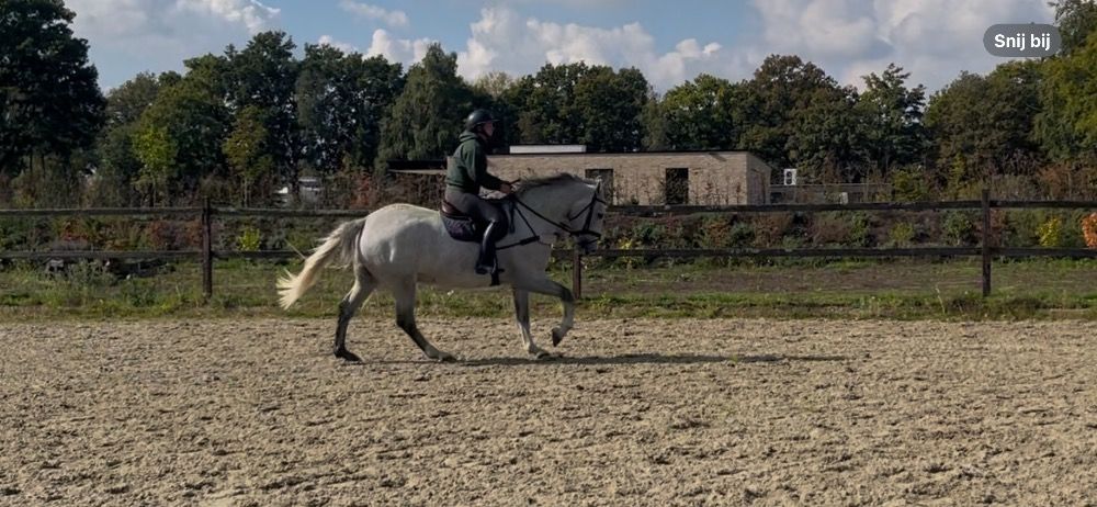 Iers sportpaard allrounder Ruin 5 jaar Schimmel te koop - Foto 3
