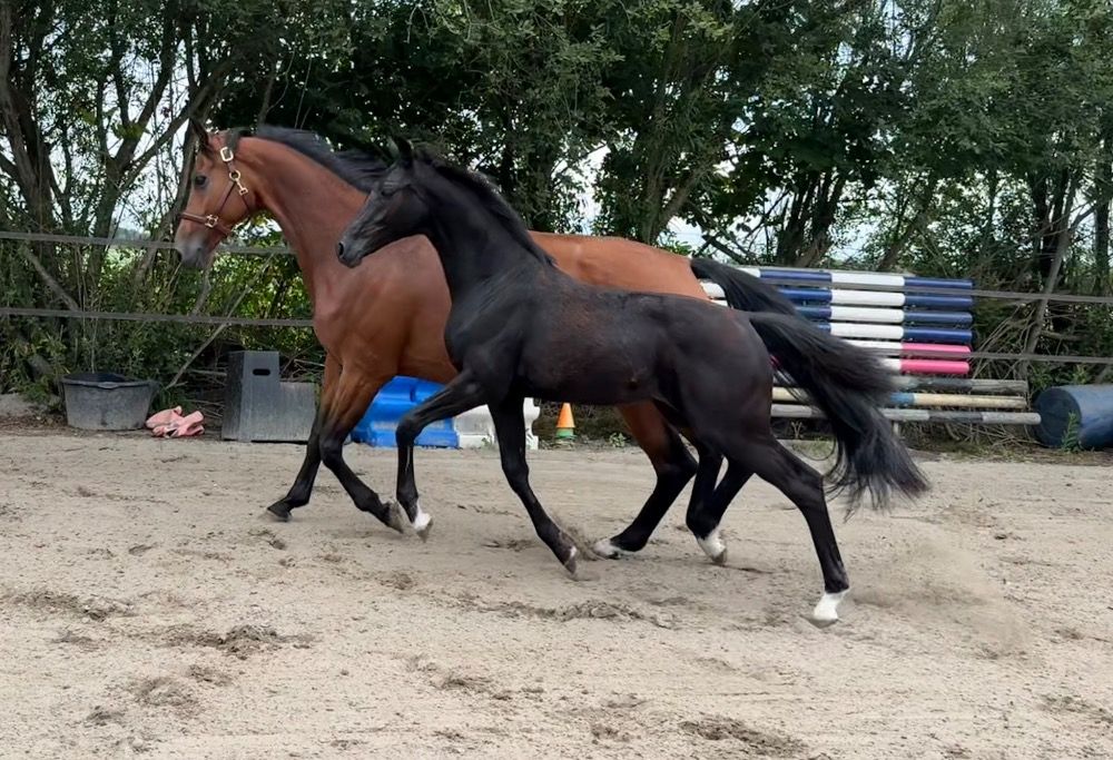 KWPN dressuurpaard Hengst Zwart te koop - Foto 2