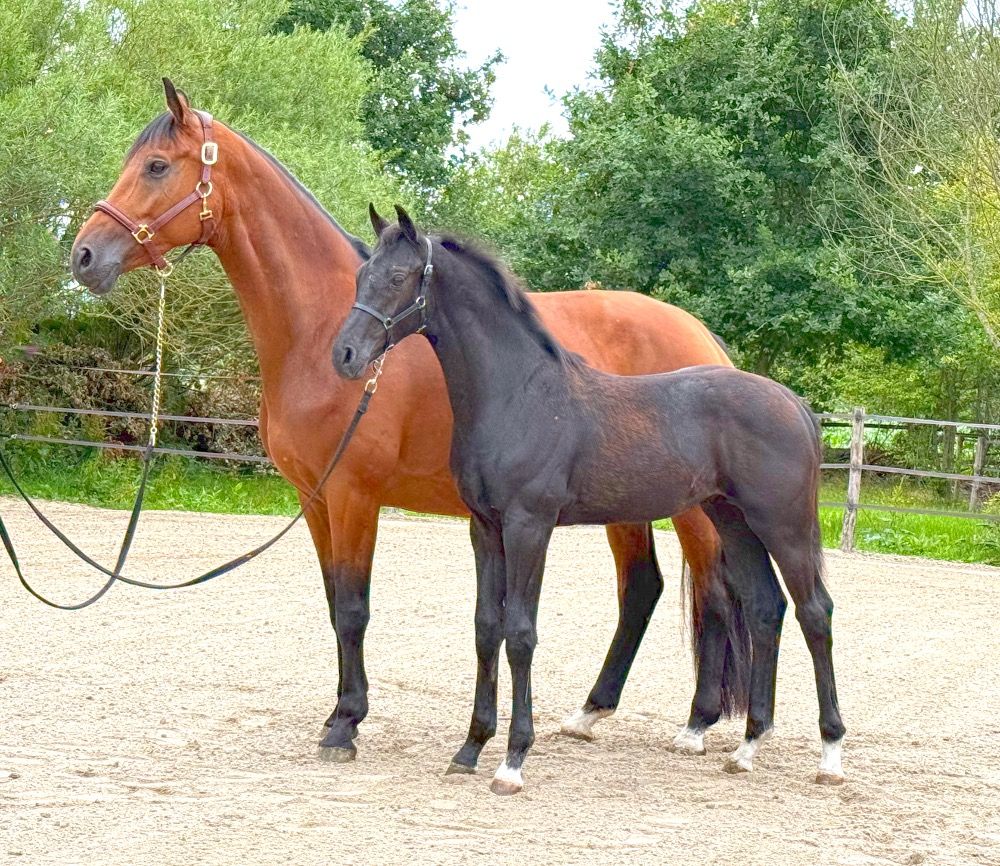 KWPN dressuurpaard Hengst Zwart te koop - Foto 4