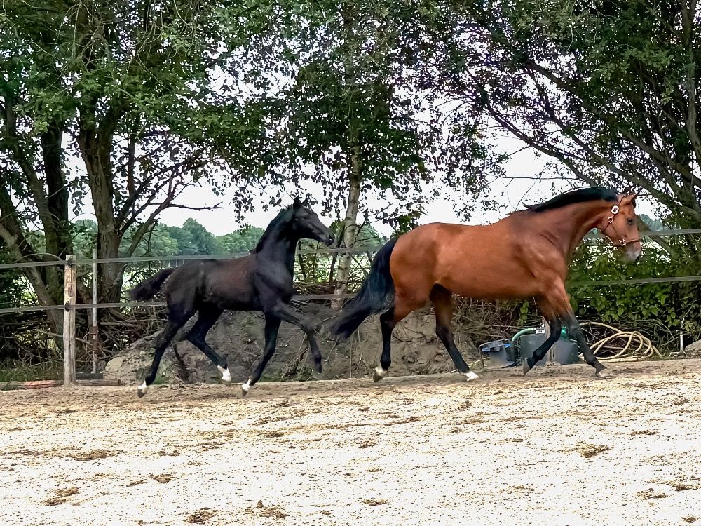 KWPN dressuurpaard Hengst Zwart te koop - Foto 3