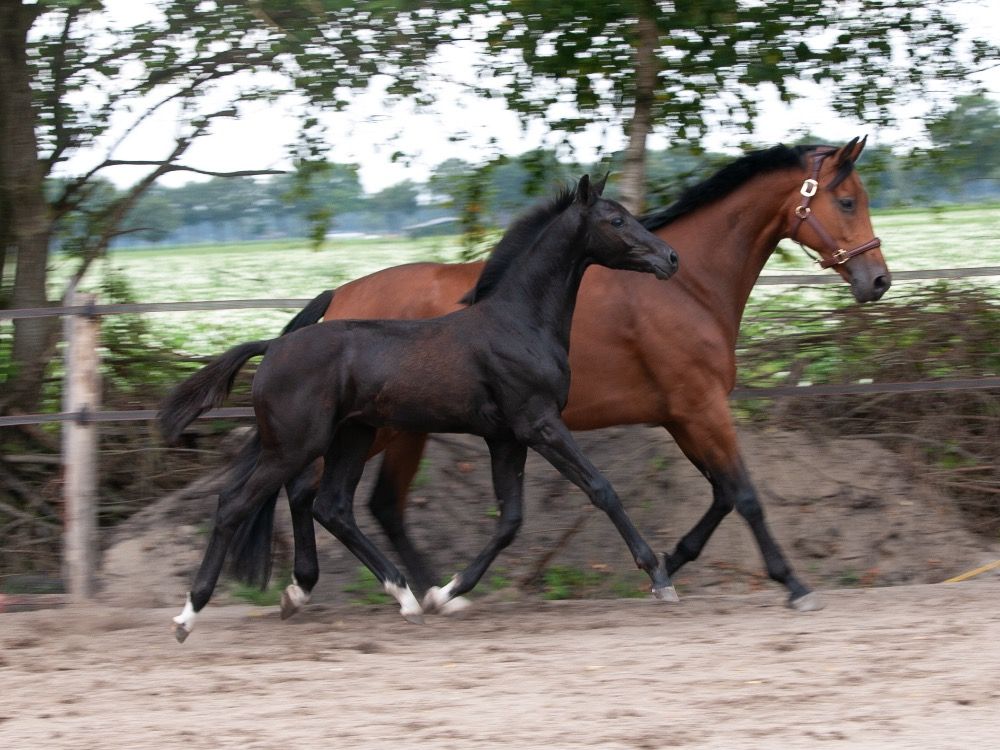 KWPN dressuurpaard Hengst Zwart te koop - Foto 5