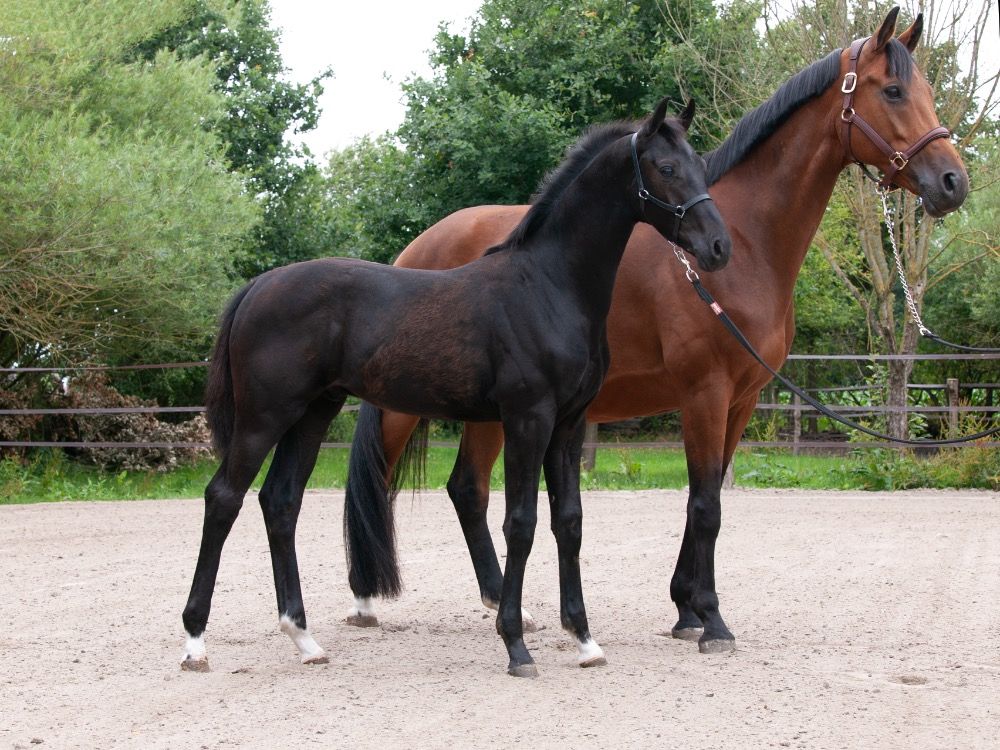 KWPN dressuurpaard Hengst Zwart te koop - Hoofdfoto