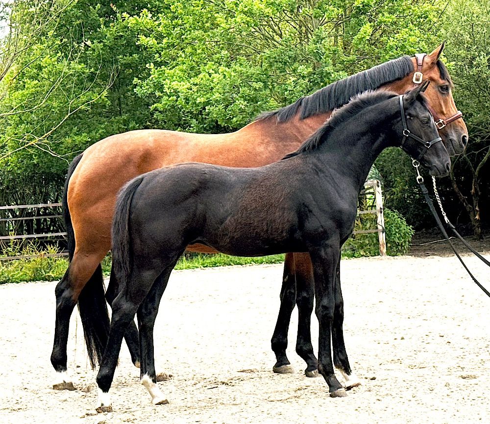 KWPN dressuurpaard Hengst Zwart te koop - Foto 6