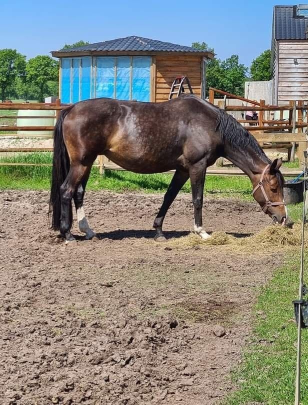 KWPN fokmerrie Merrie 12 jaar Donkerbruin te koop - Foto 2