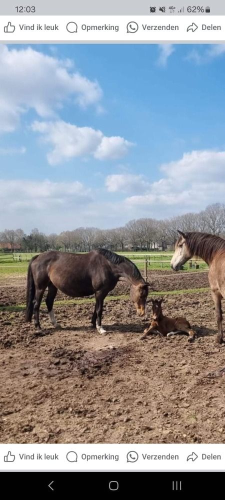 KWPN fokmerrie Merrie 12 jaar Donkerbruin te koop - Foto 3