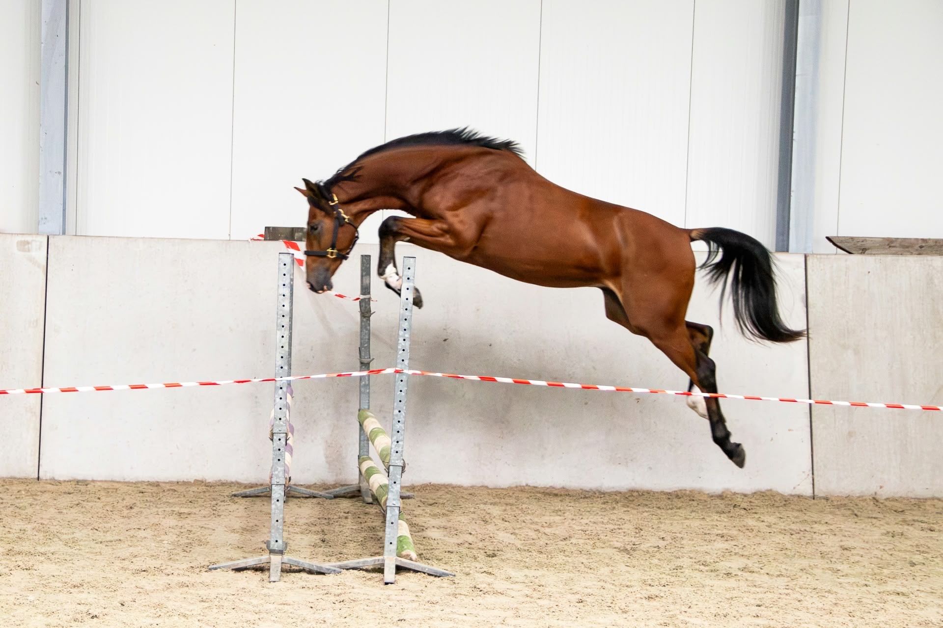 kwpn springpaard hengst 2 Jahre alt zu verkaufen - Foto 2