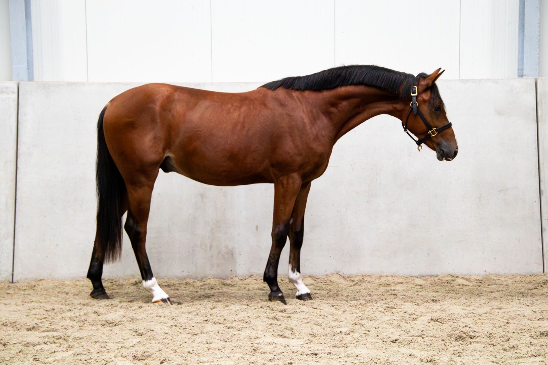 kwpn springpaard hengst 2 Jahre alt zu verkaufen - Foto 3