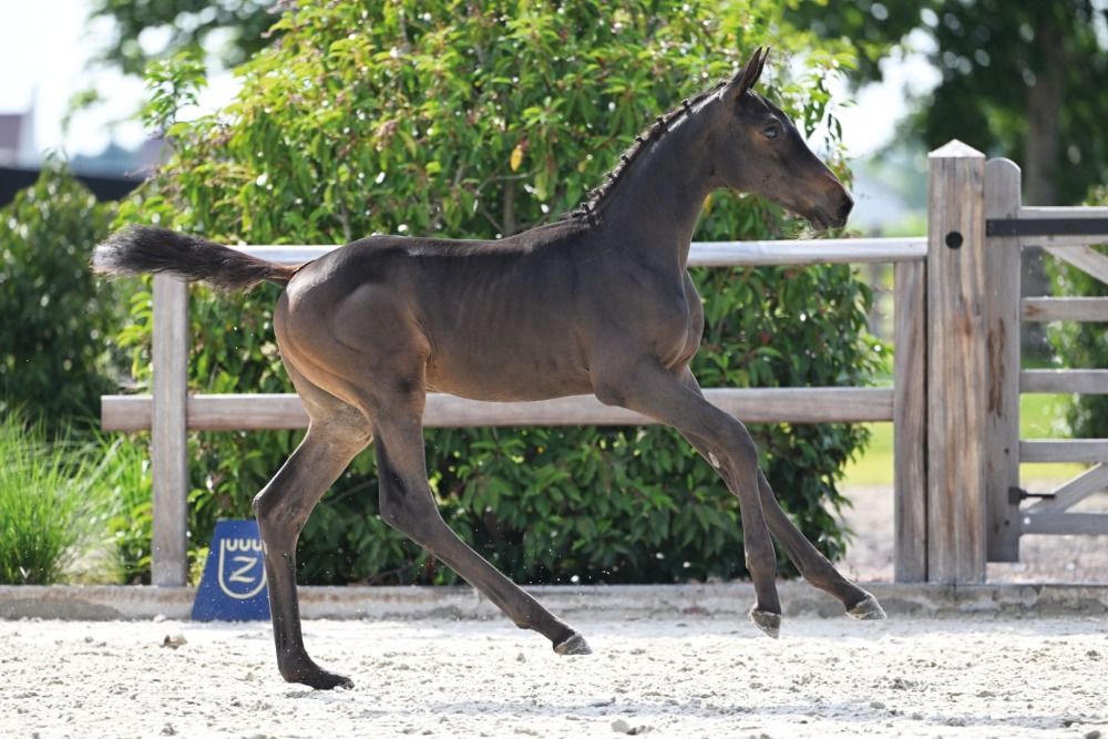 Zangersheide springpaard Merrie Donkerbruin te koop - Foto 2