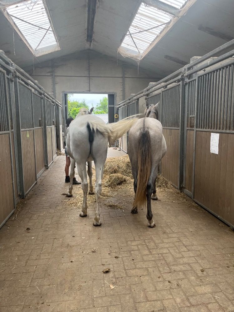 PRE dressuurpaard Hengst 1 jaar Schimmel te koop - Foto 4