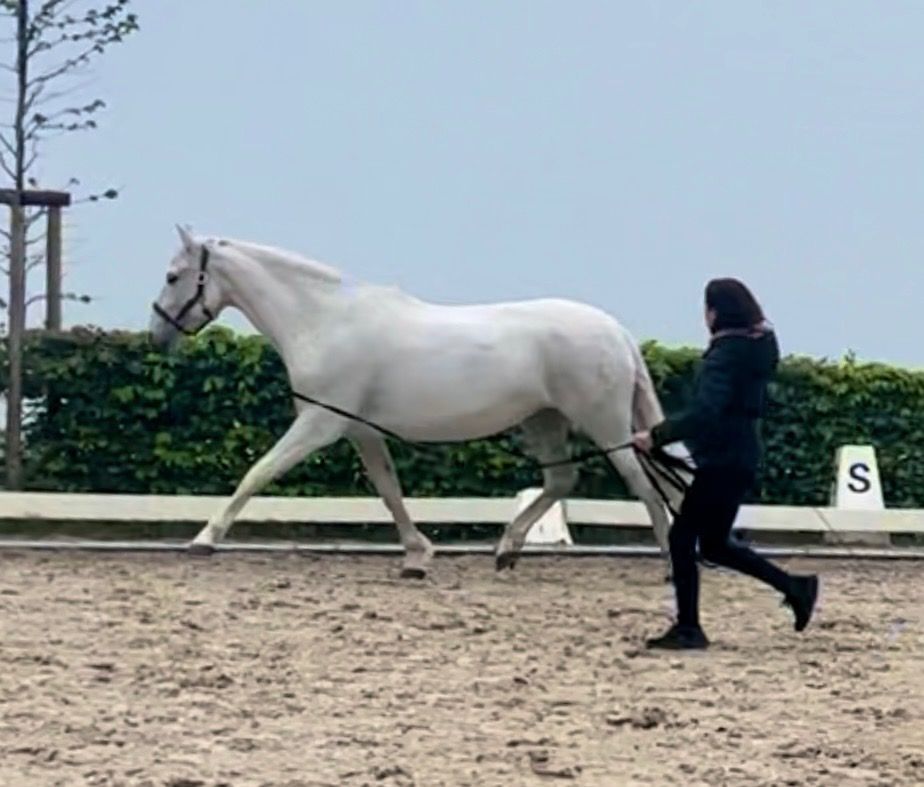PRE dressuurpaard Hengst 1 jaar Schimmel te koop - Foto 6
