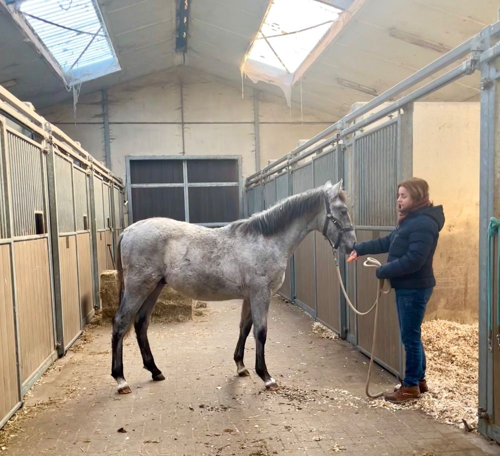 PRE dressuurpaard Hengst 1 jaar Schimmel te koop - Foto 2