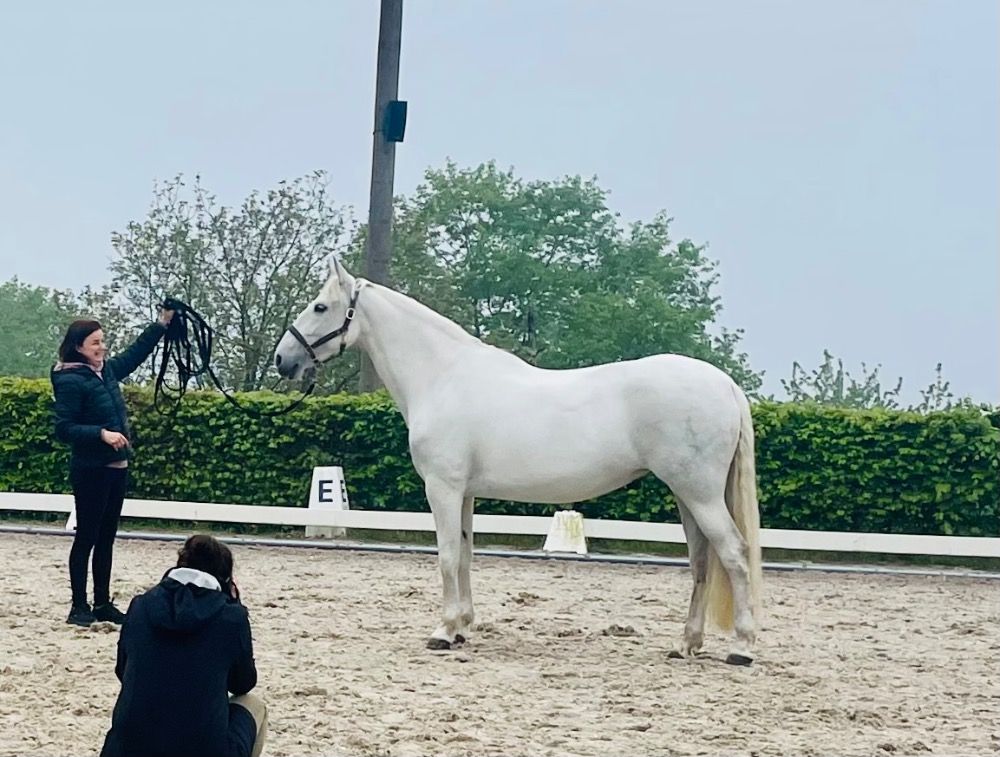 PRE dressuurpaard Hengst 1 jaar Schimmel te koop - Foto 5