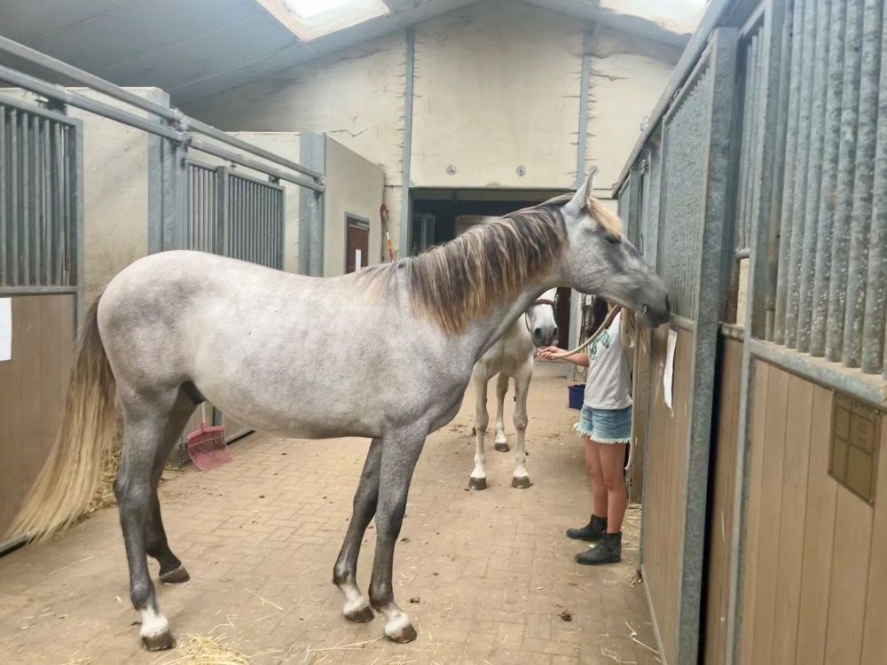 PRE dressuurpaard Hengst 1 jaar Schimmel te koop - Foto 3