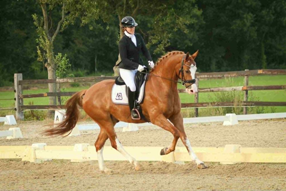 KWPN dressuurpaard Ruin 4 jaar Vos te koop - Hoofdfoto