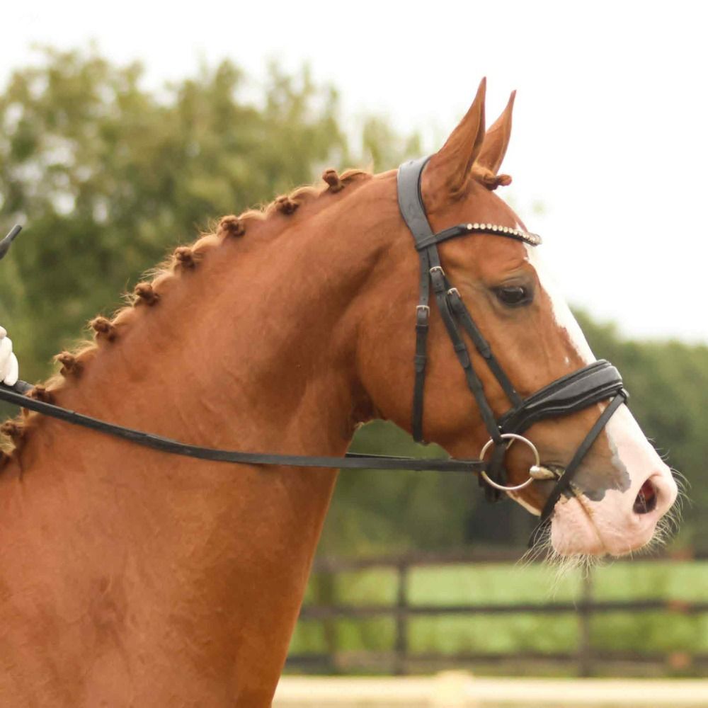 KWPN dressuurpaard Ruin 4 jaar Vos te koop - Foto 4