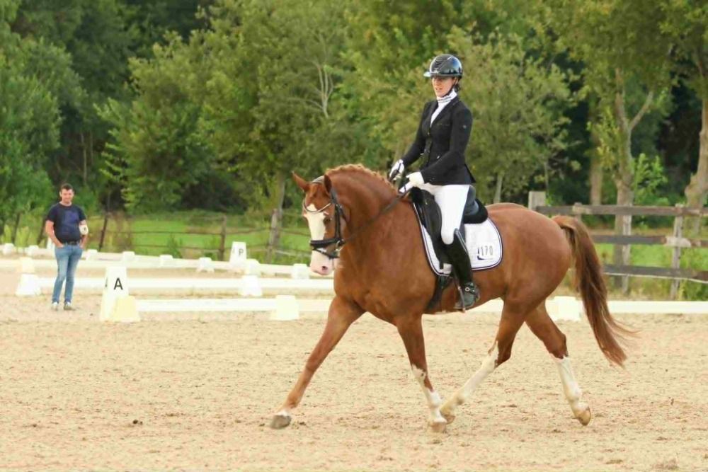 KWPN dressuurpaard Ruin 4 jaar Vos te koop - Foto 2