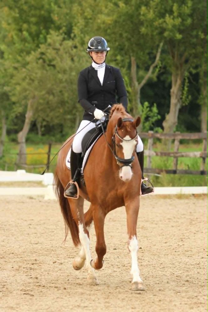 KWPN dressuurpaard Ruin 4 jaar Vos te koop - Foto 3