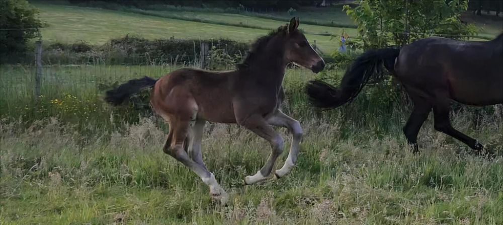 BWP springpaard Hengst 1 jaar Donkerbruin te koop - Foto 2