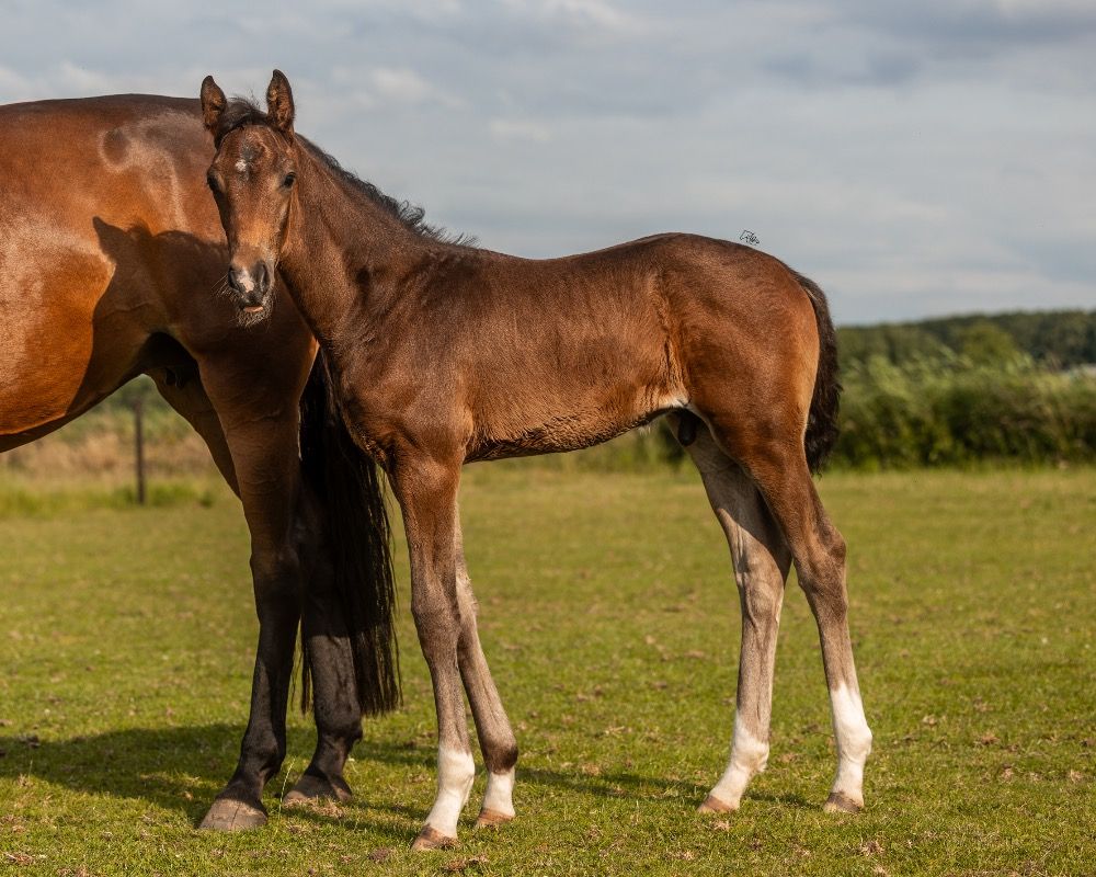 KWPN dressuurpaard Hengst Donkerbruin te koop - Foto 3