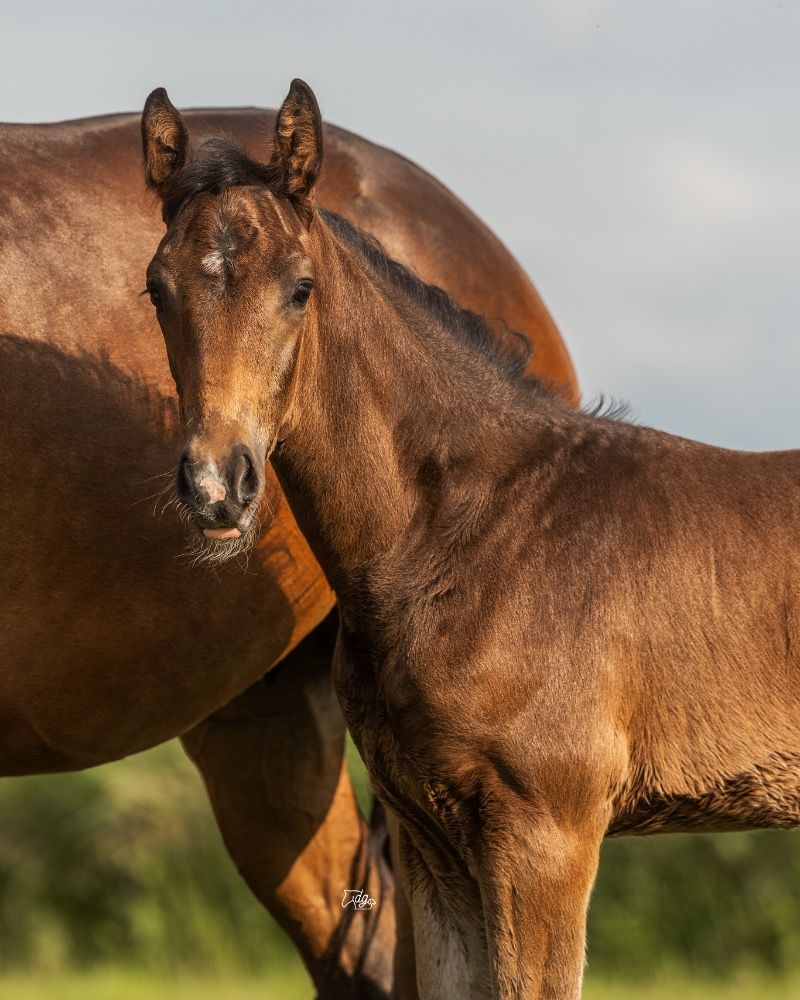 KWPN dressuurpaard Hengst Donkerbruin te koop - Foto 2