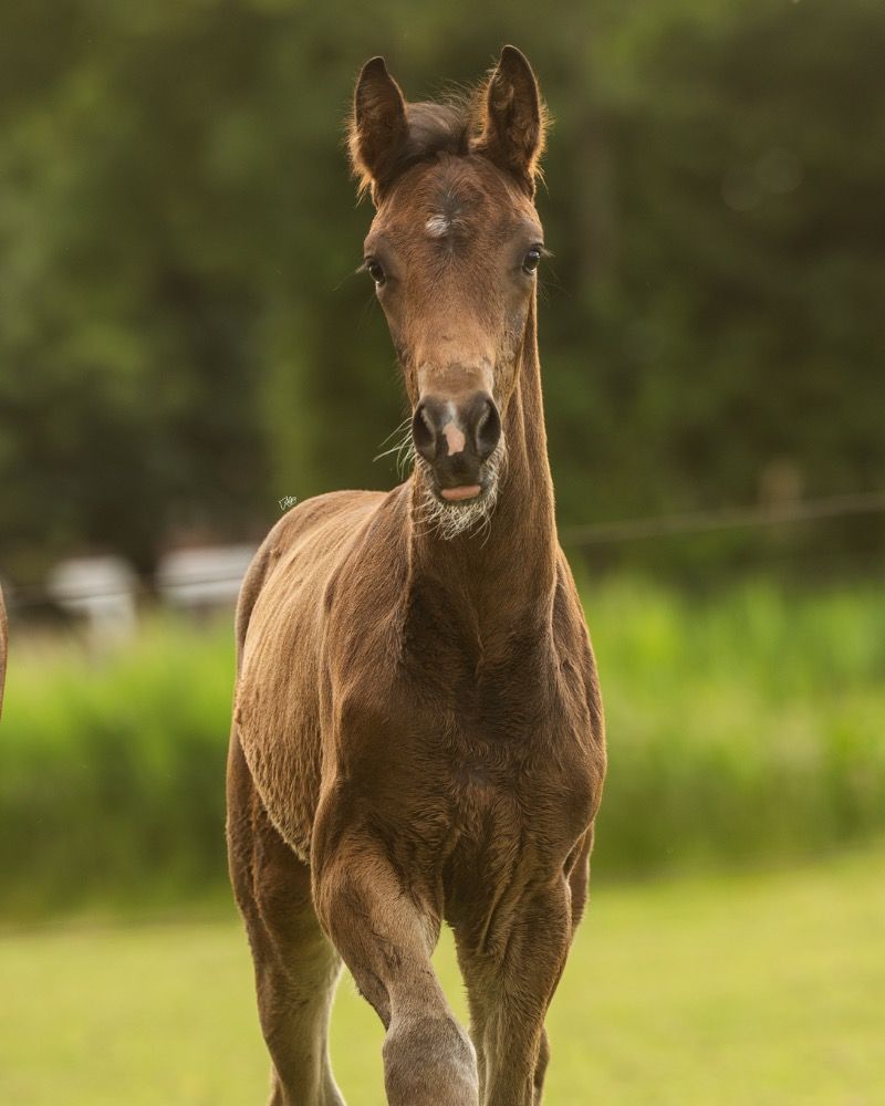 KWPN dressuurpaard Hengst Donkerbruin te koop - Hoofdfoto