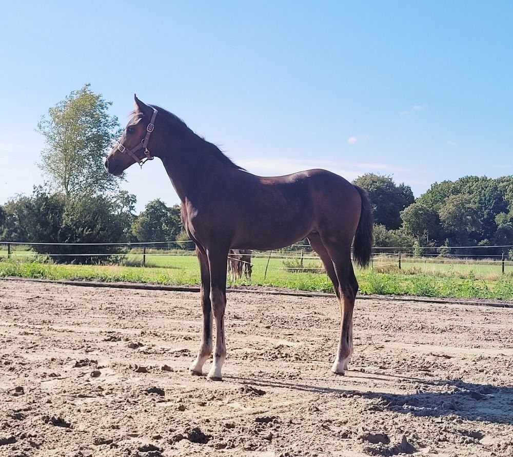 KWPN dressuurpaard Merrie Donkerbruin te koop - Foto 2