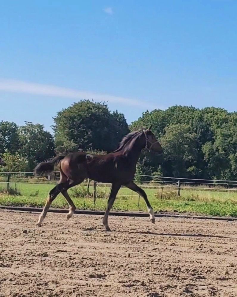 KWPN dressuurpaard Merrie Donkerbruin te koop - Foto 3