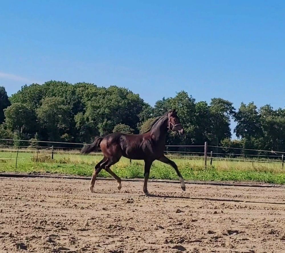 KWPN dressuurpaard Merrie Donkerbruin te koop - Hoofdfoto