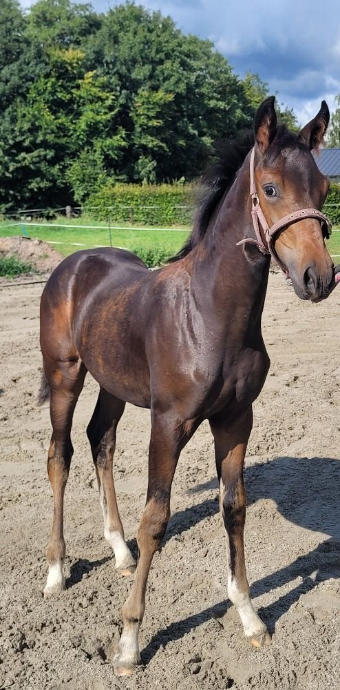 KWPN dressuurpaard Merrie Donkerbruin te koop - Foto 4