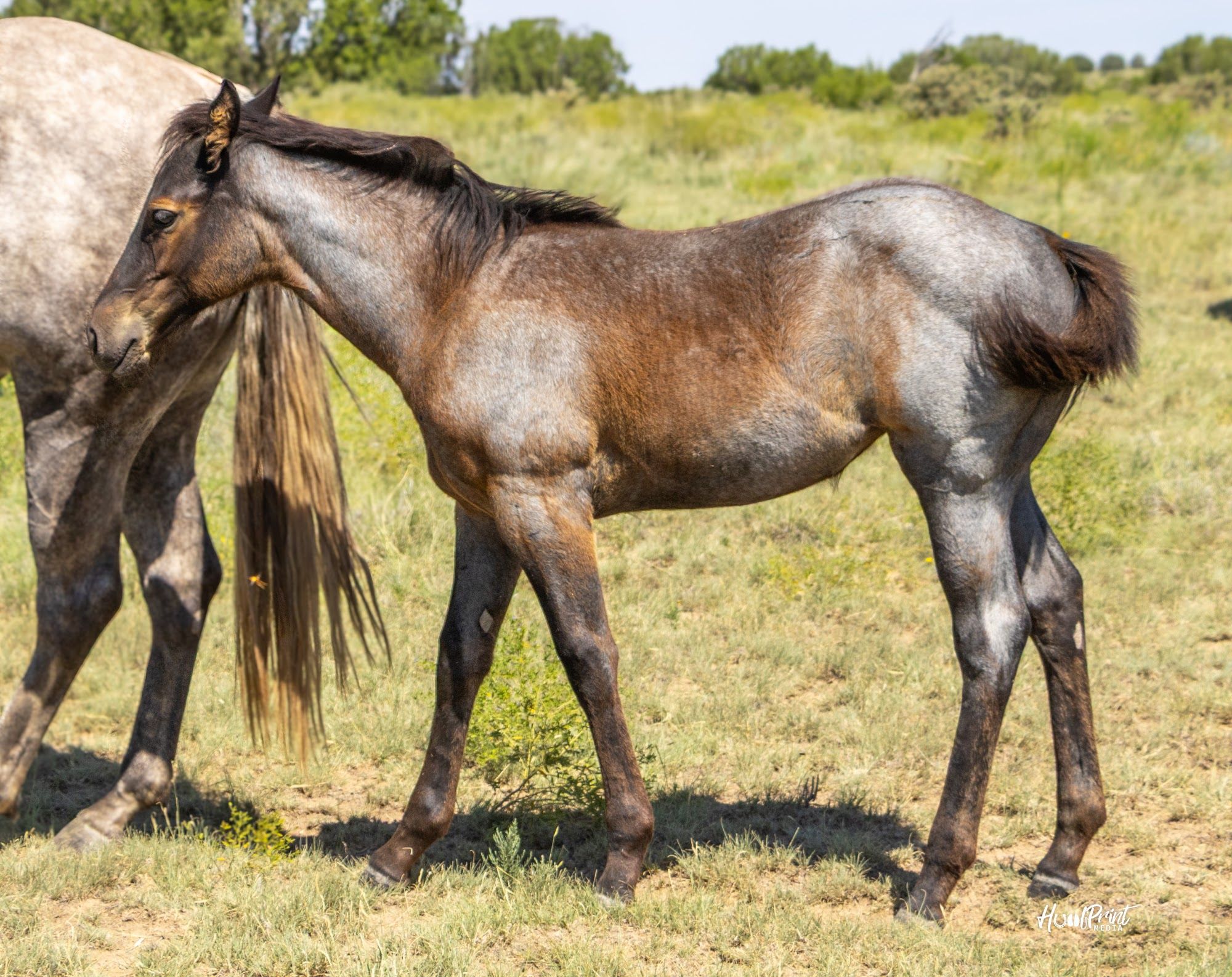 quarter-horse western-paard merrie 1 år till salu - Foto 2