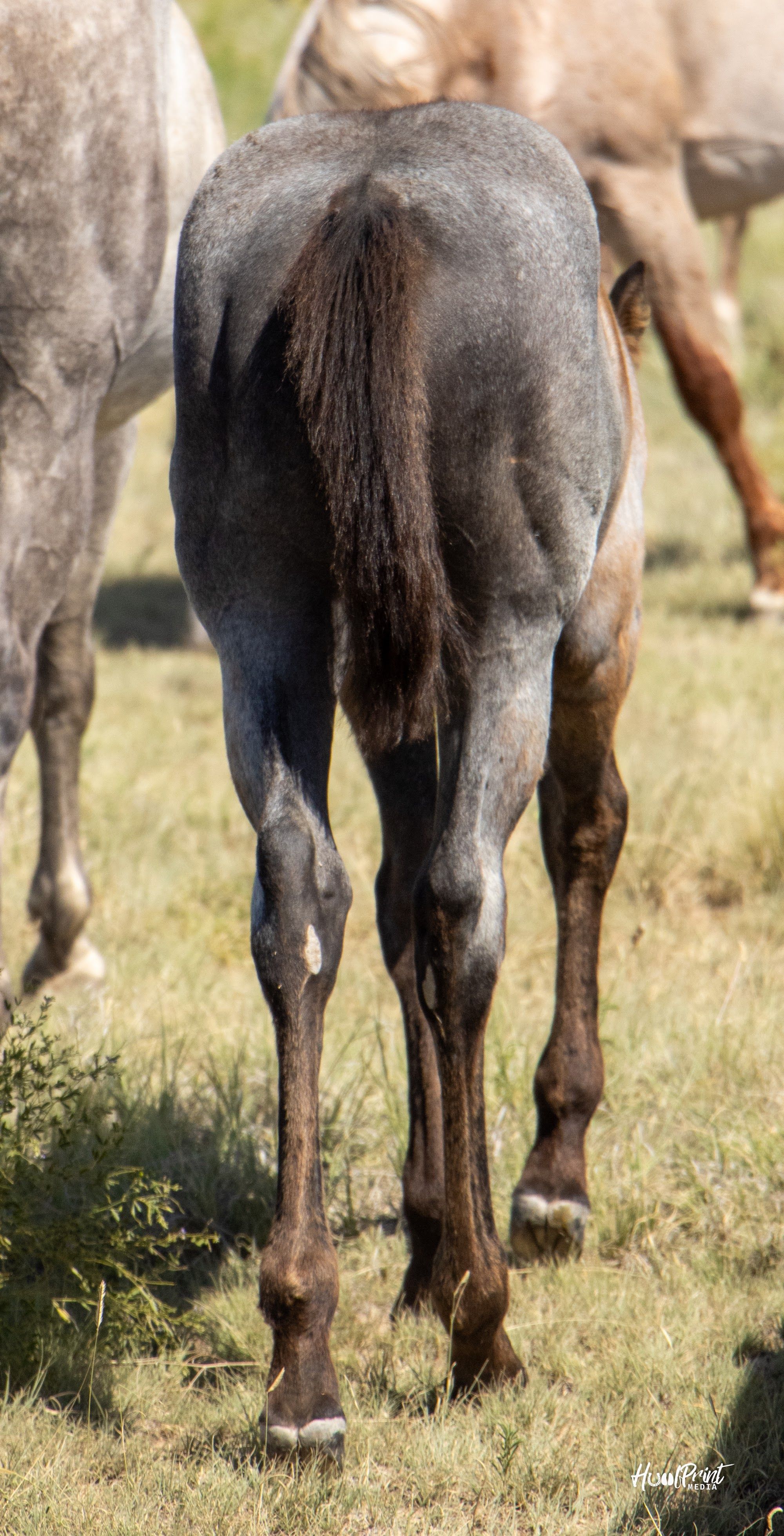 quarter-horse western-paard merrie 1 år till salu - Foto 3