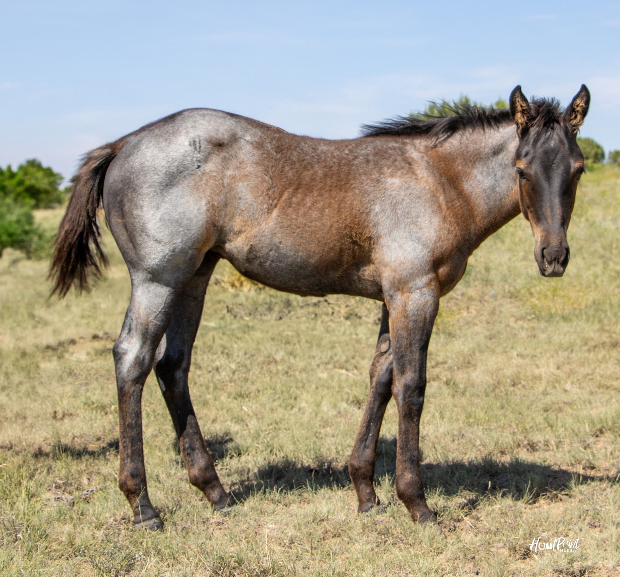 quarter-horse western-paard merrie 1 år till salu - Foto 4