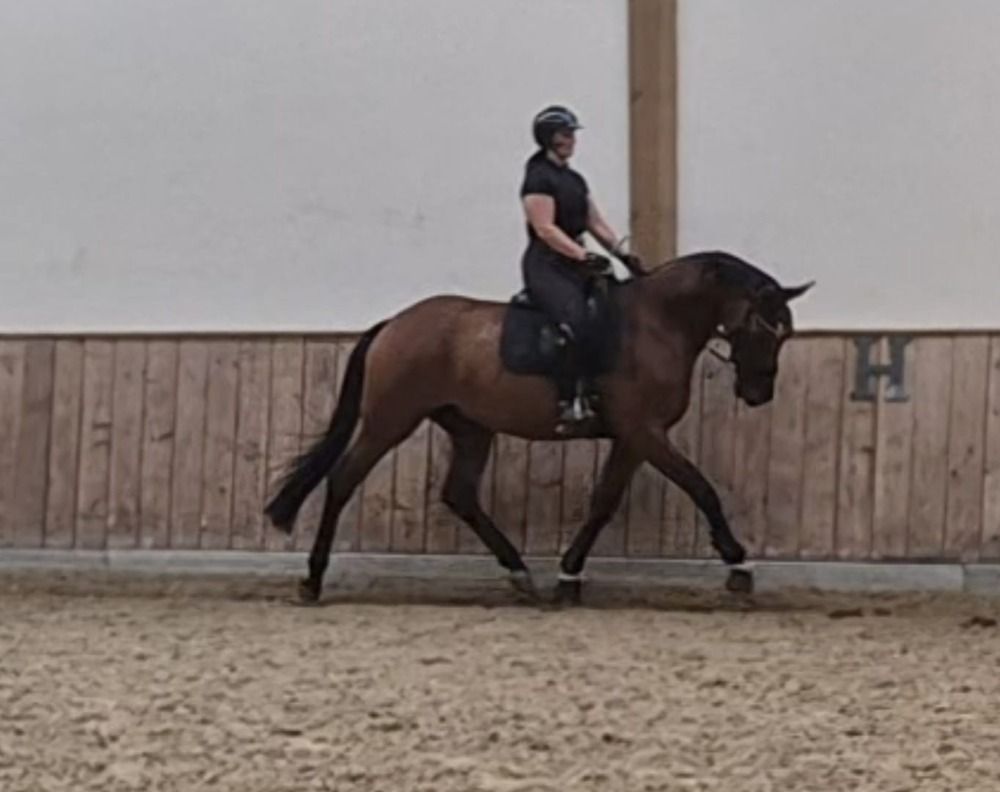 KWPN dressuurpaard Merrie 4 years old Bruin for sale - Photo 3