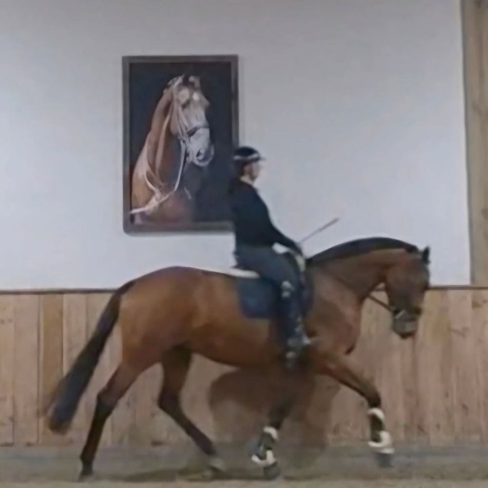 KWPN dressuurpaard Merrie 4 years old Bruin for sale - Photo 4