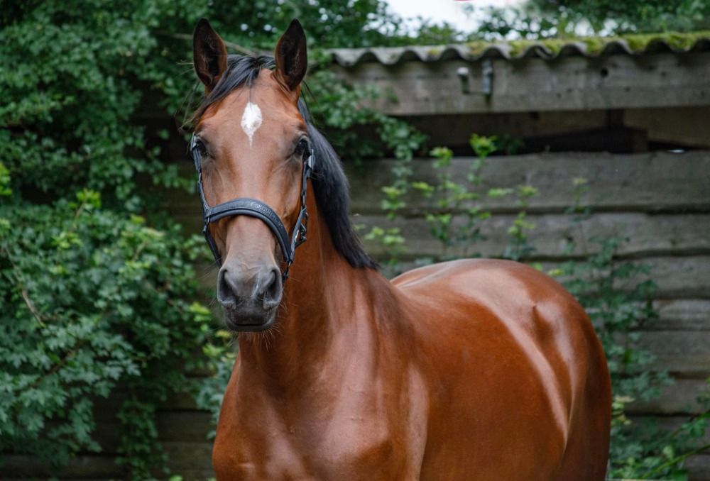 KWPN dressuurpaard Merrie 4 years old Bruin for sale - Main photo