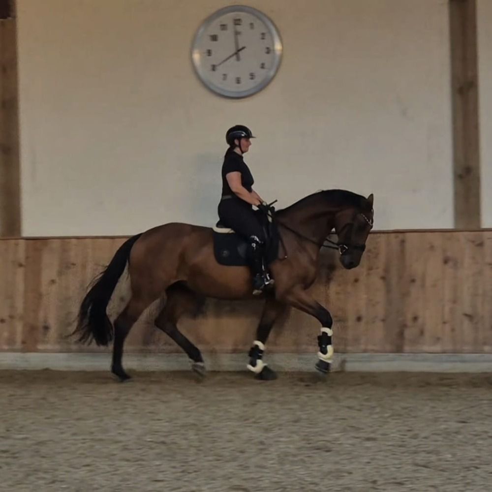 KWPN dressuurpaard Merrie 4 years old Bruin for sale - Photo 2
