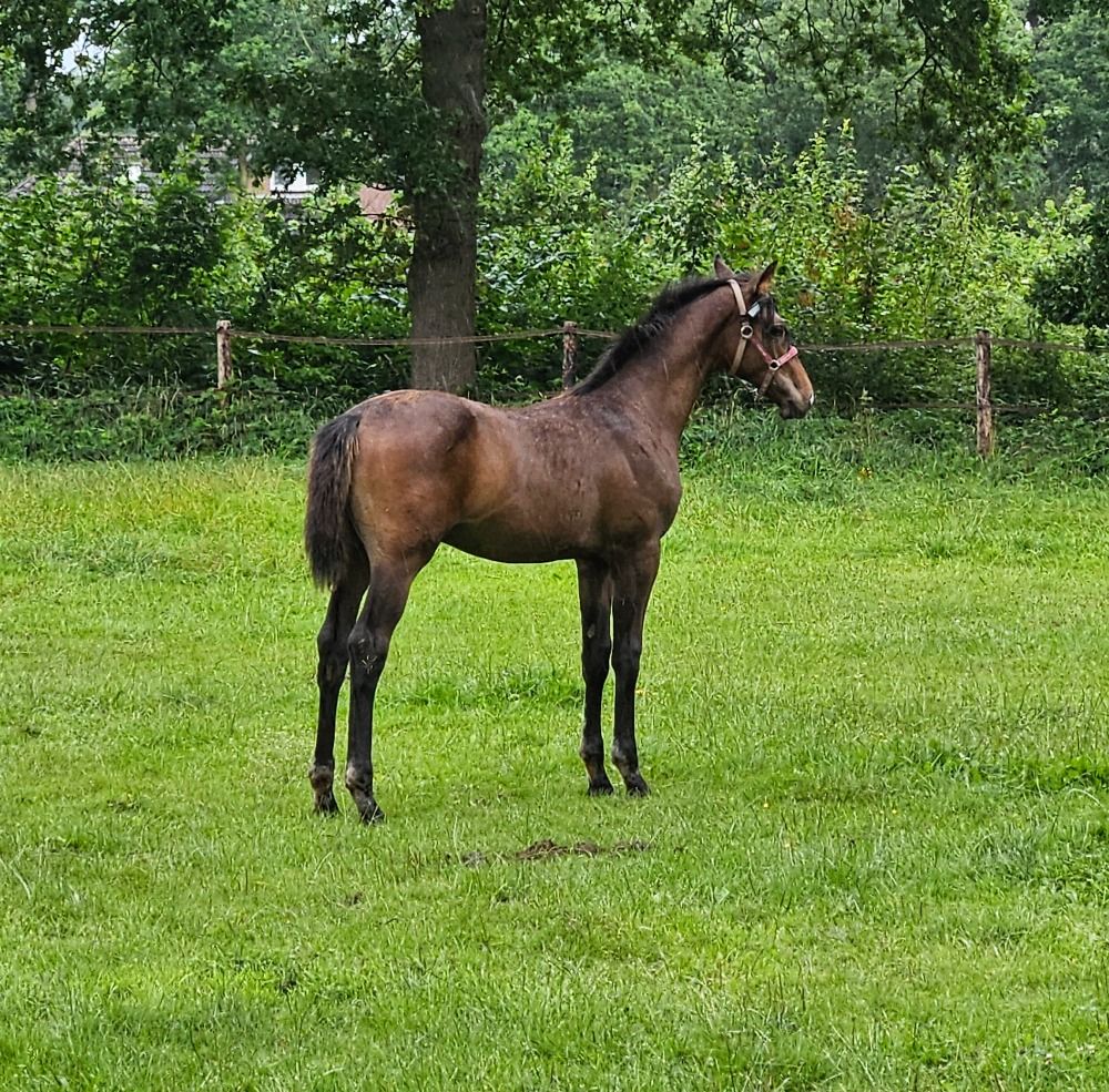 KWPN fokmerrie Merrie 10 years old Bruin for sale - Photo 6