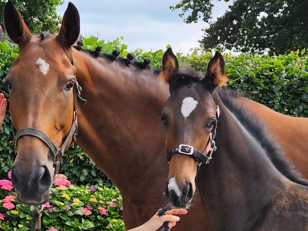KWPN fokmerrie Merrie 10 years old Bruin for sale - Photo 2