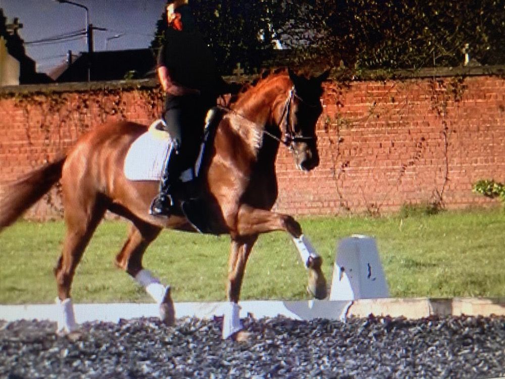 Beautifull 12 y old St Georges-Intermediaire1 mare for sale