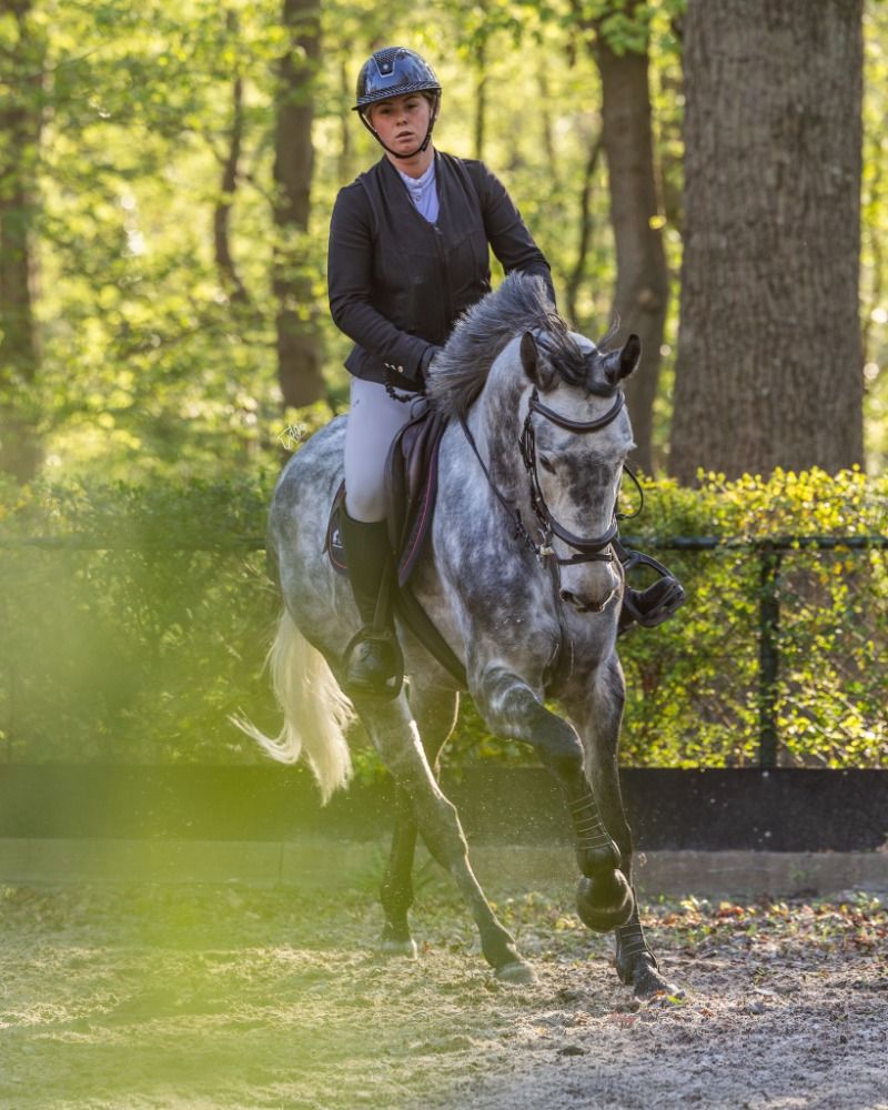 springpaard Merrie 5 jaar te koop - Foto 5
