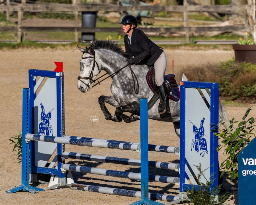 springpaard Merrie 5 jaar te koop - Foto 2