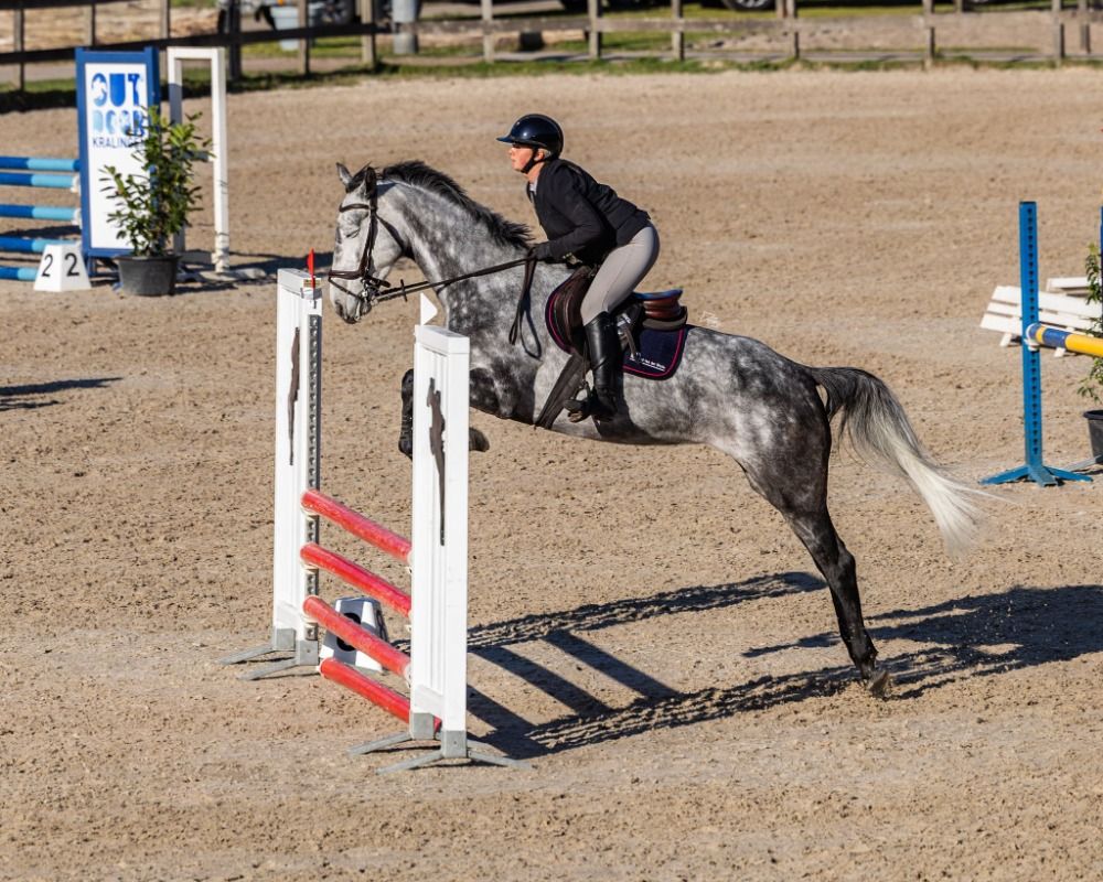 springpaard Merrie 5 jaar te koop - Foto 3
