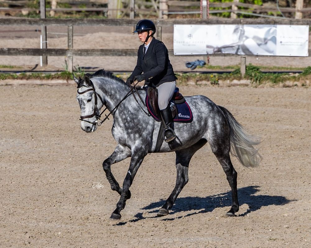 springpaard Merrie 5 jaar te koop - Hoofdfoto