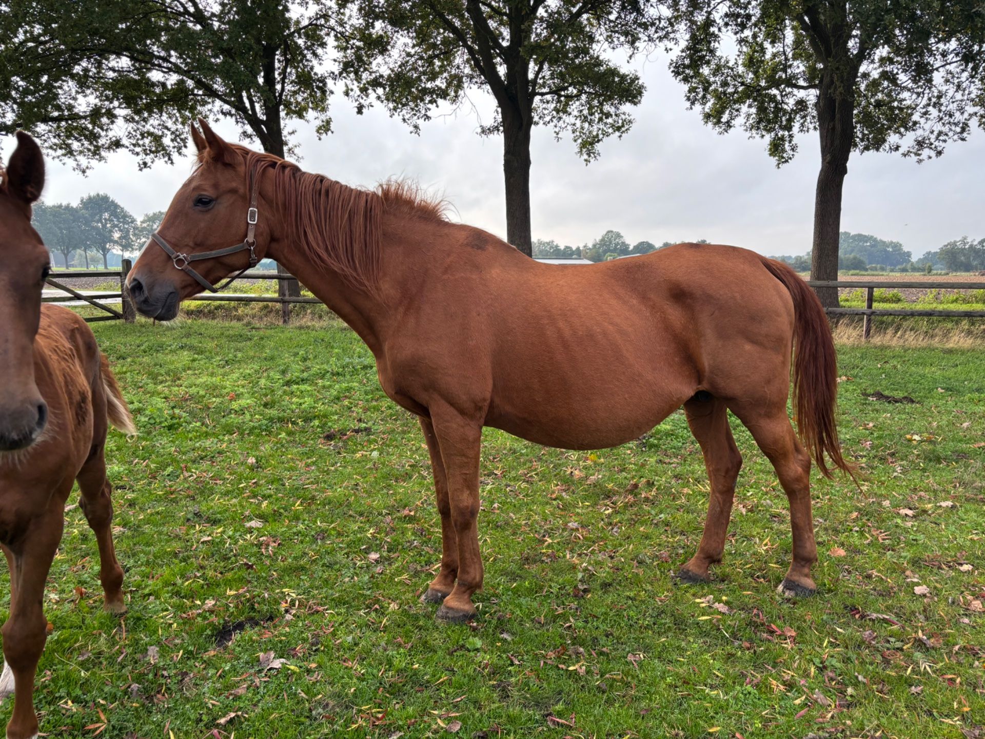 springpaard hengst 0 years old for sale - Photo 3