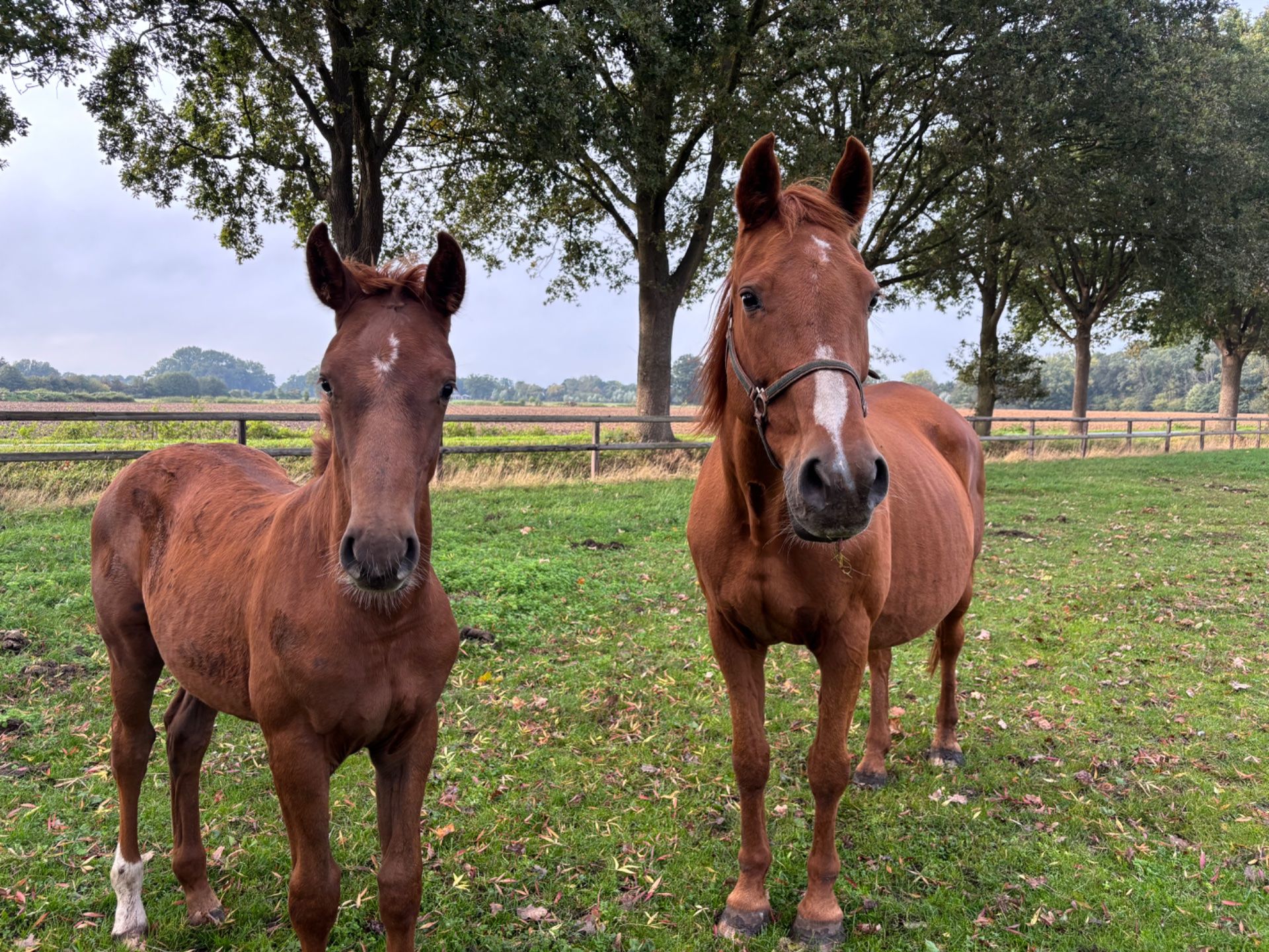springpaard hengst 0 years old for sale - Photo 2