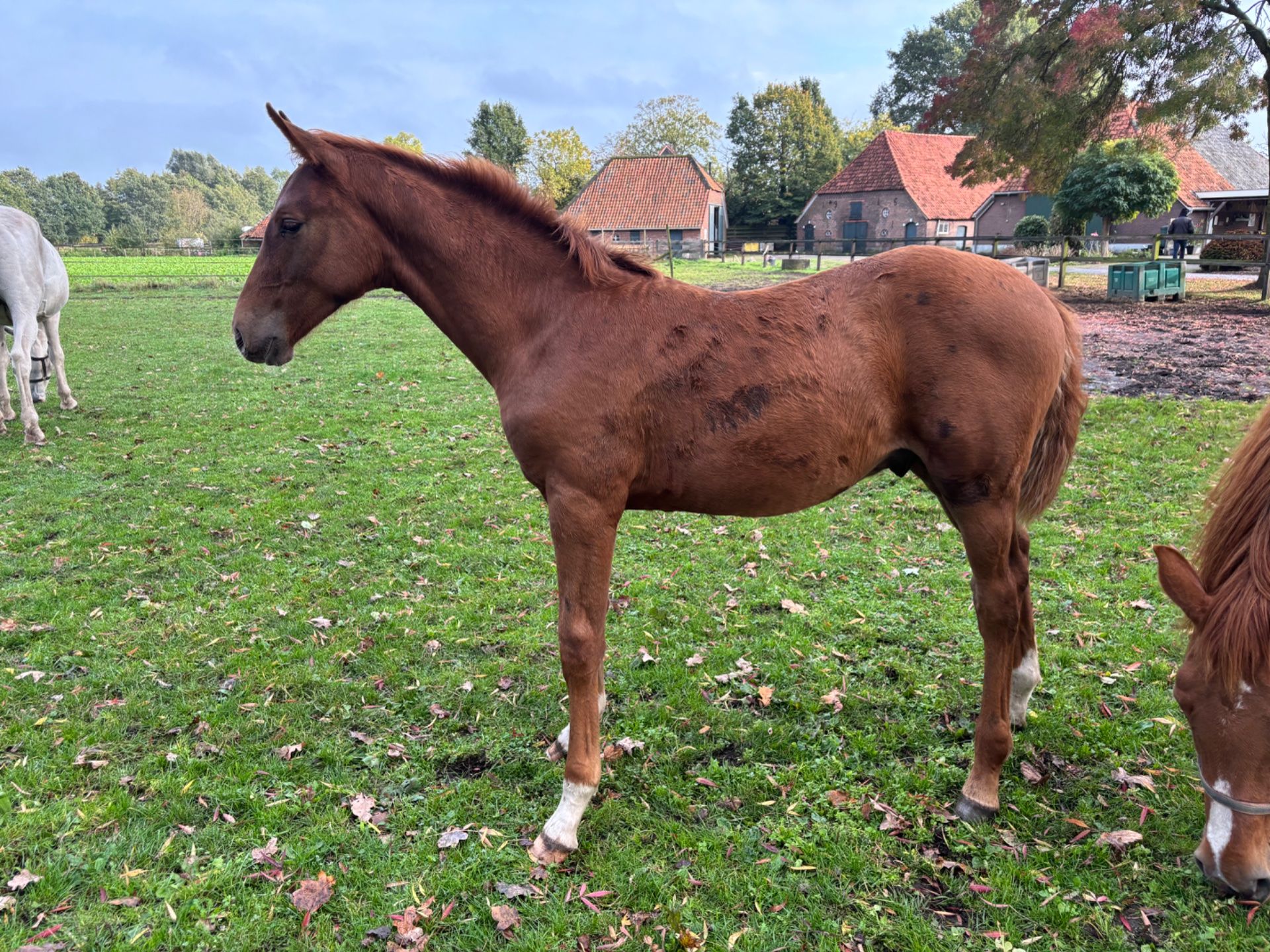 Showjumper, Stallion, 0 years
